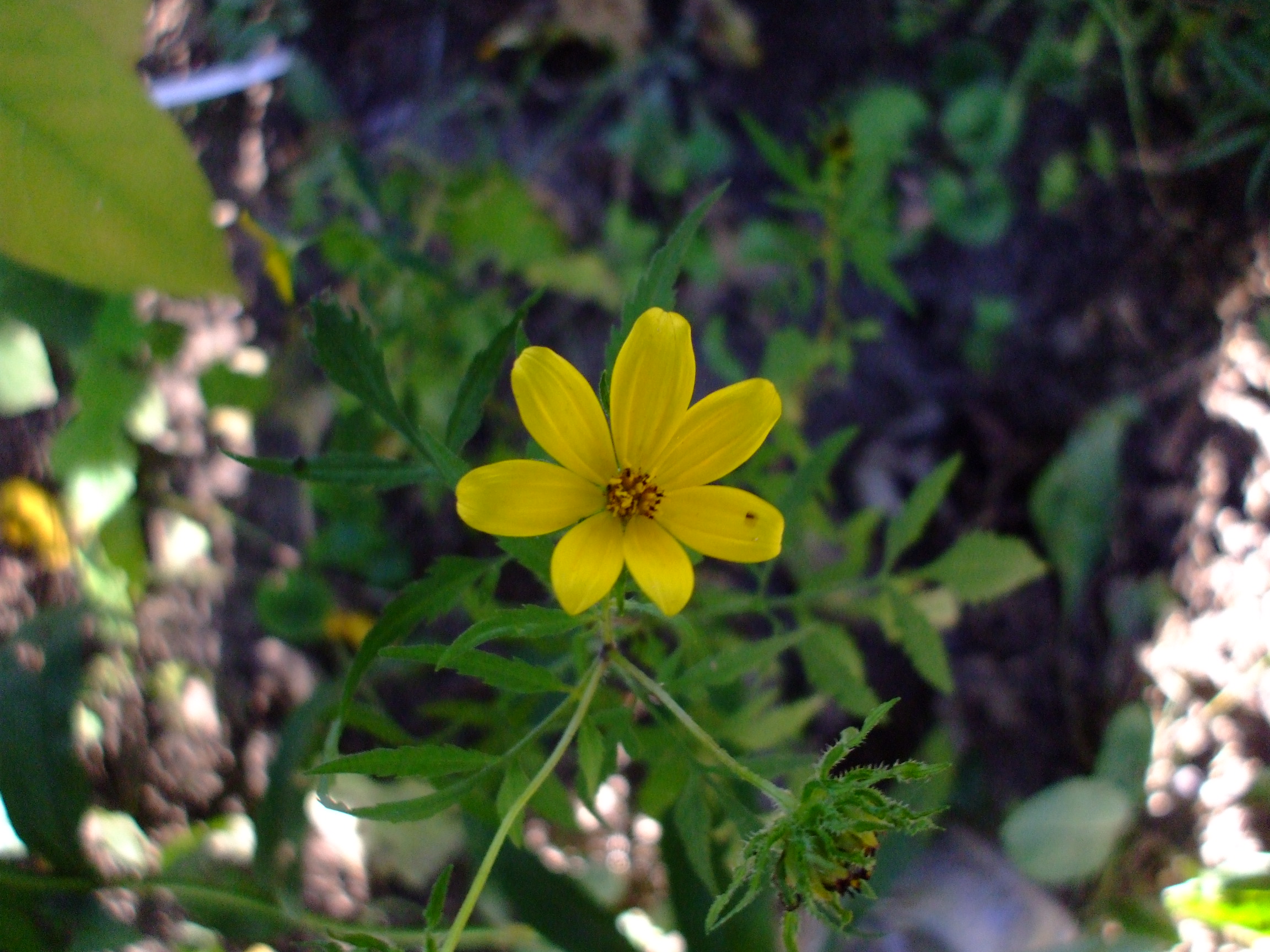 Bidens polylepis